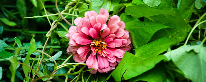 百日菊.jpg