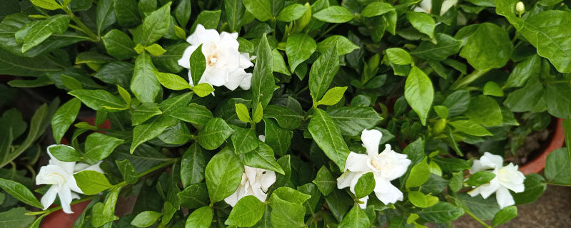 栀子花4.jpg 栀子花4.jpg
