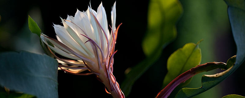 昙花8.jpg
