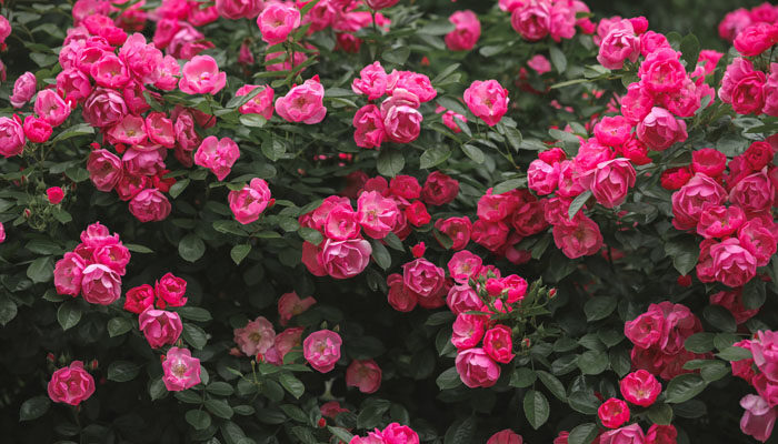 月季花.jpg