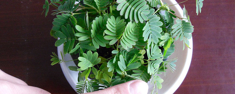 含羞草8.jpg 含羞草8.jpg