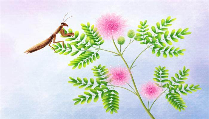含羞草.jpg 含羞草.jpg
