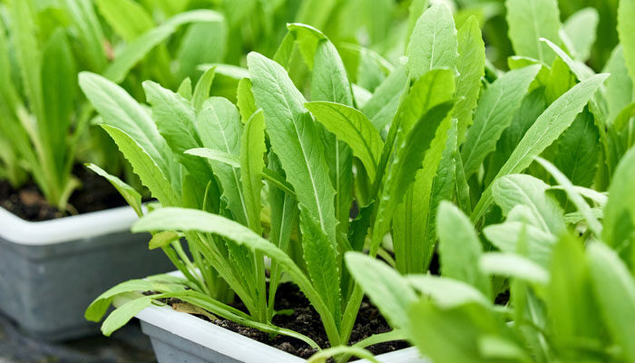 油麦菜.jpg 油麦菜.jpg