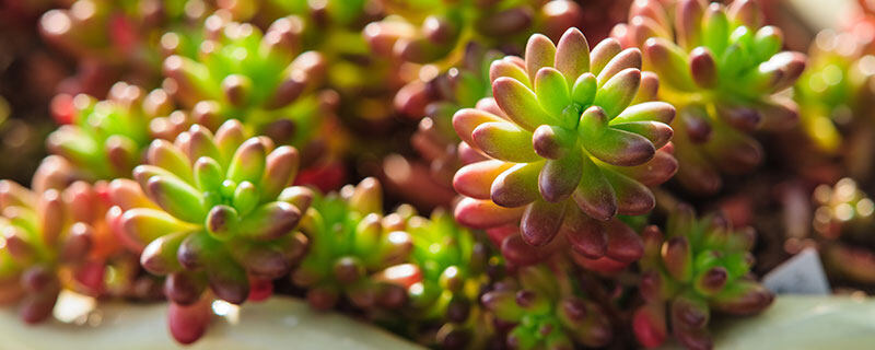 多肉植物8.jpg 多肉植物8.jpg