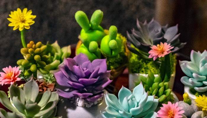 多肉植物7.jpg 多肉植物7.jpg
