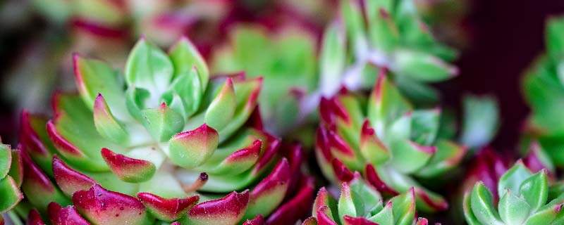 植物多肉8.jpg 植物多肉8.jpg