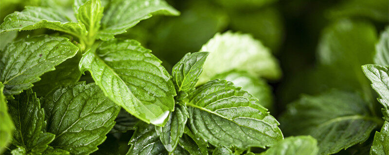 摄图网_500950458_banner_绿植薄荷1(企业商用)_副本.jpg 摄图网_500950458_banner_绿植薄荷1(企业商用)_副本.jpg