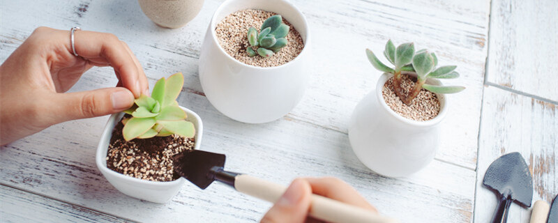 摄图网_500598637_banner_多肉种植园艺栽培（企业商用1）_副本.jpg