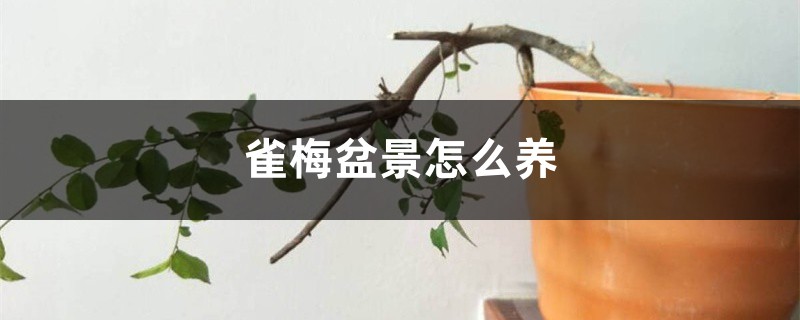 雀梅盆景怎么养