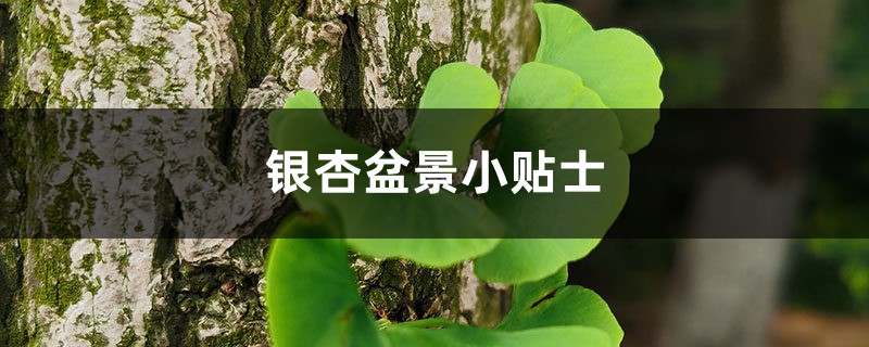 银杏盆景小贴士