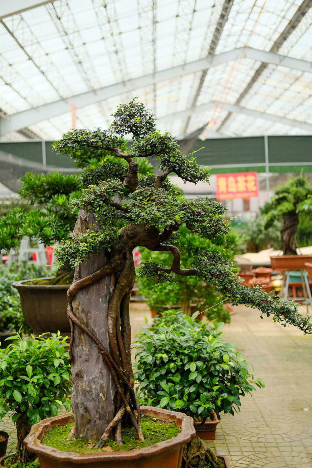 盆景 盆景