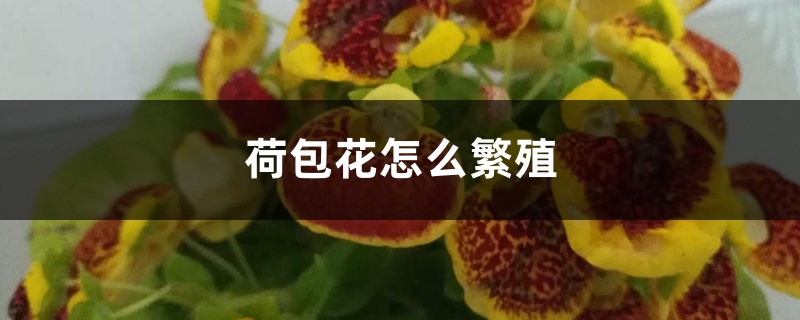 荷包花怎么繁殖