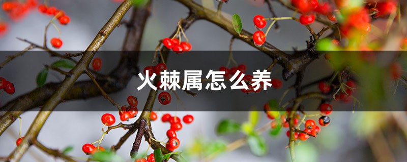 火棘属怎么养