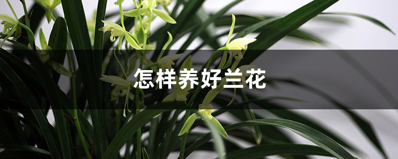 怎样养好兰花 怎样养好兰花