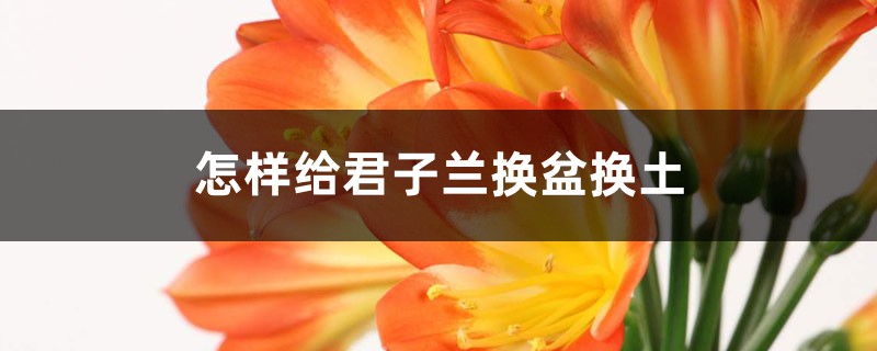 怎样给君子兰换盆换土
