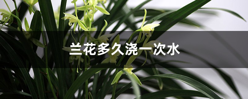 兰花多久浇一次水