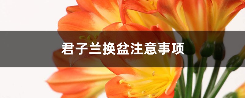 君子兰换盆注意事项