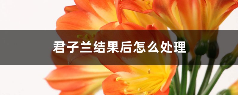 君子兰结果后怎么处理