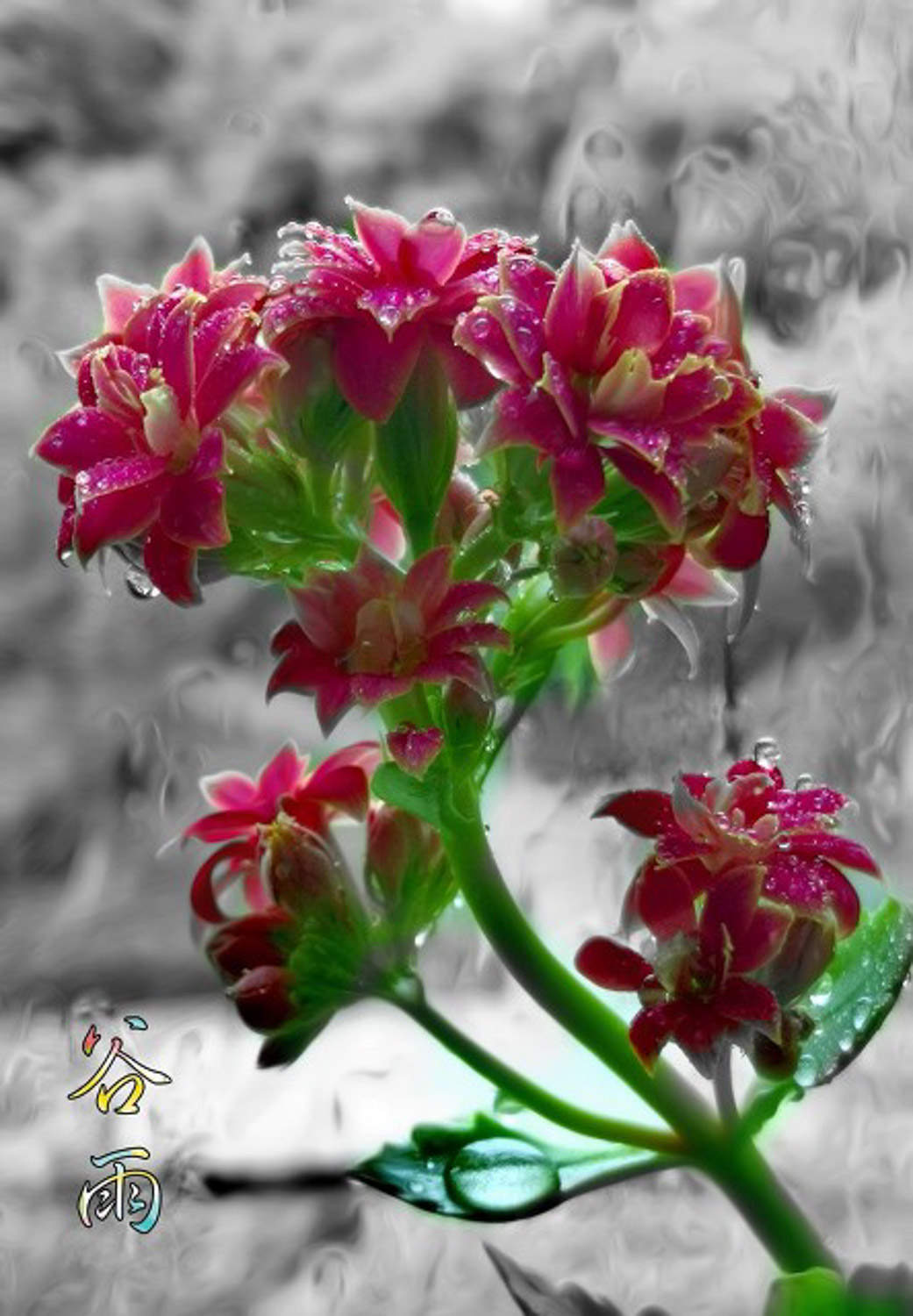 长寿花 长寿花