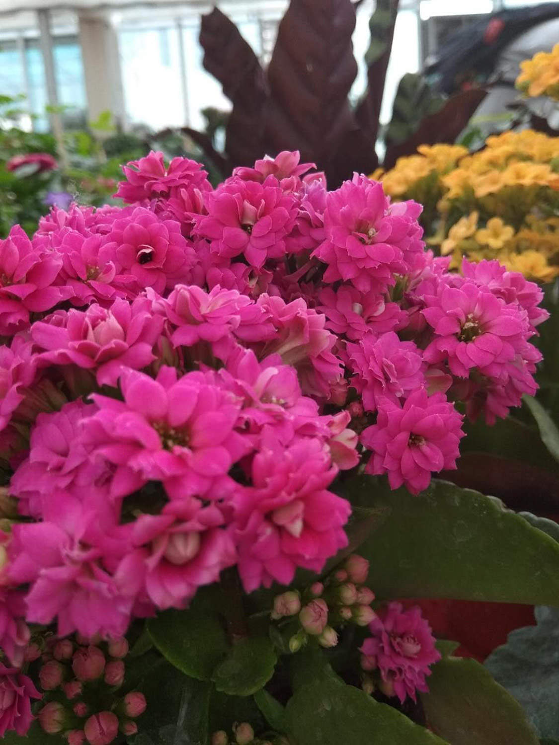 长寿花 长寿花
