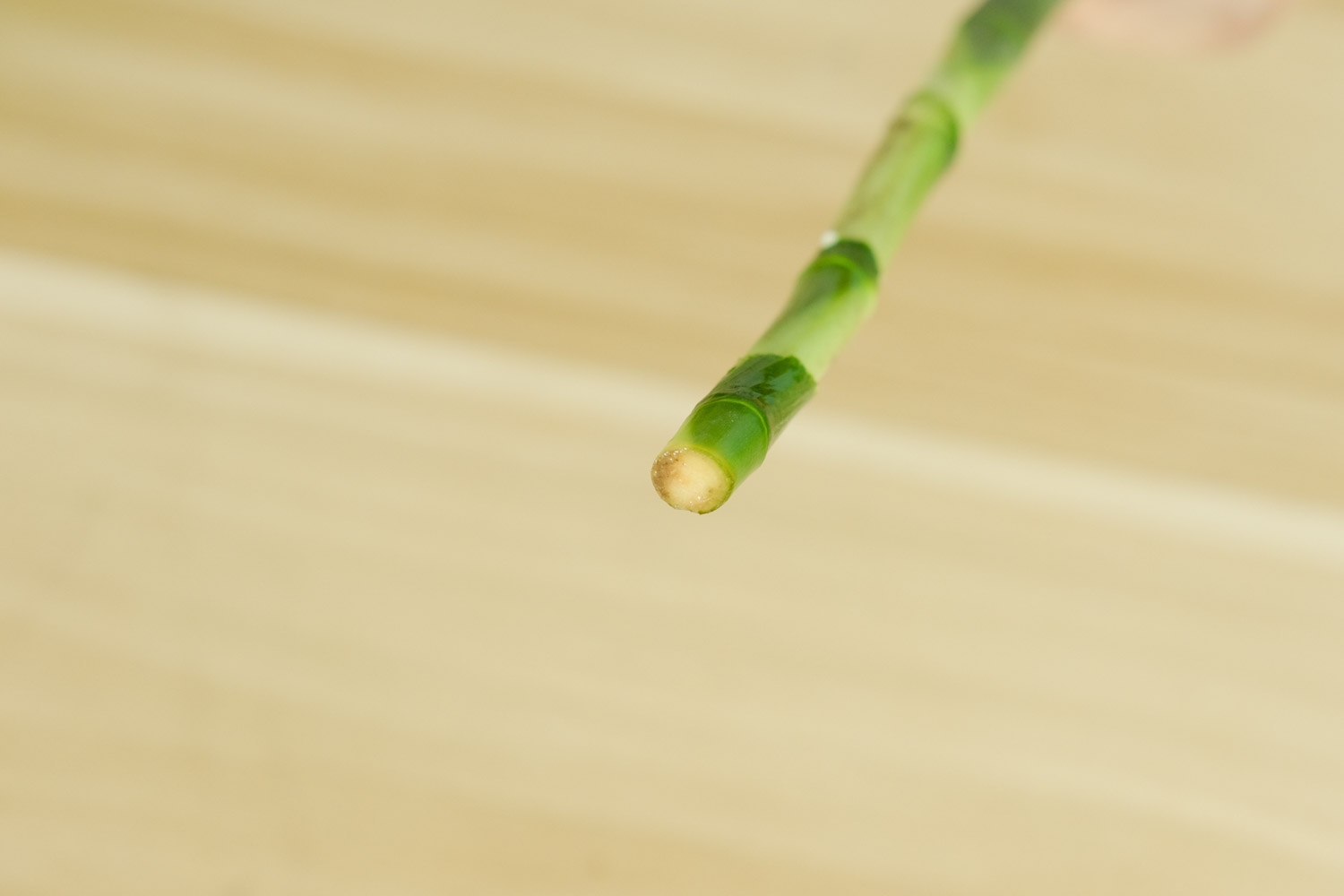 富贵竹 富贵竹