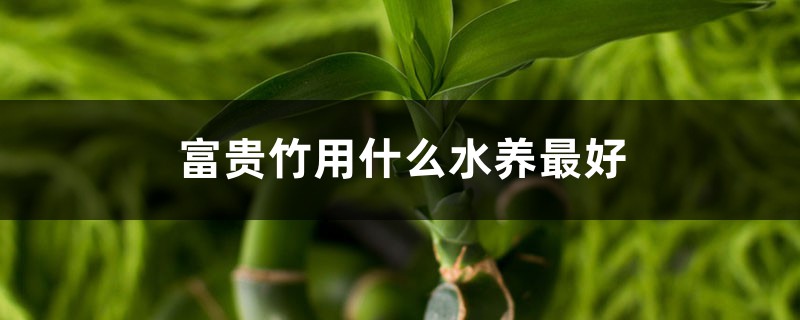 富贵竹用什么水养最好