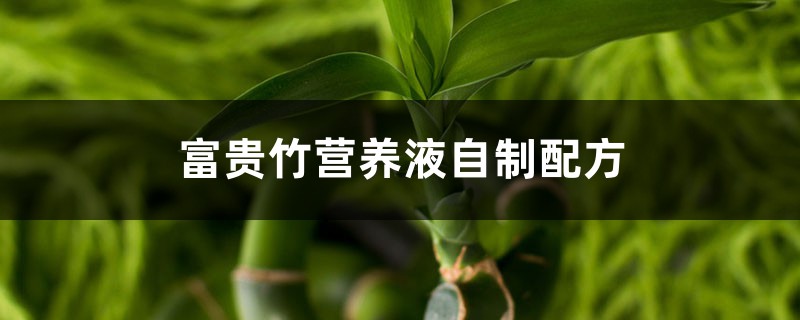 富贵竹营养液自制配方