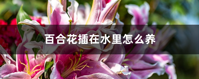 百合花插在水里怎么养