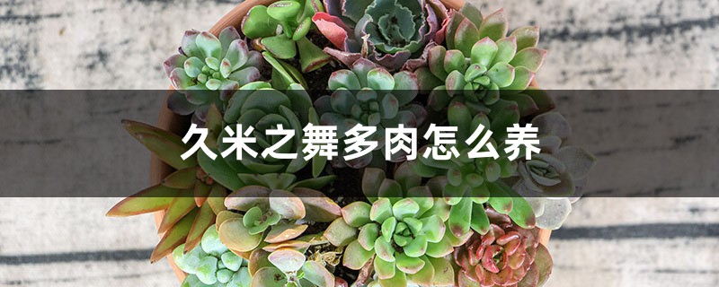 久米之舞多肉怎么养 久米之舞多肉怎么养