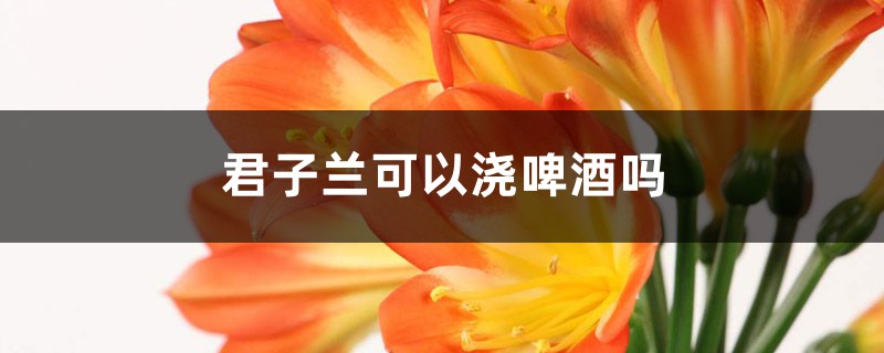 君子兰可以浇啤酒吗