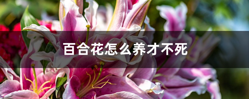 百合花怎么养才不死 百合花怎么养才不死