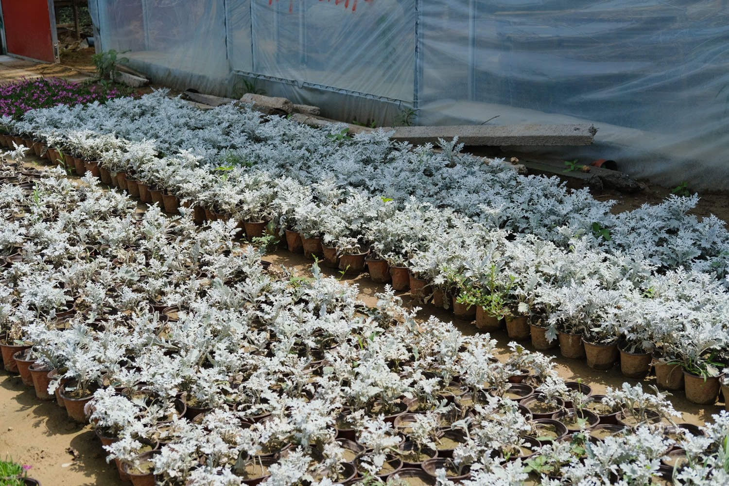 银叶菊 银叶菊