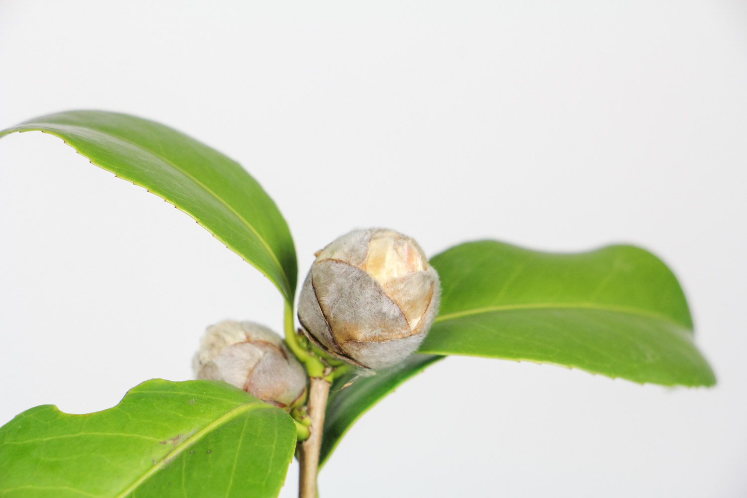 茶花 茶花