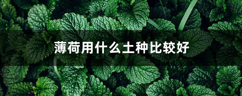 薄荷用什么土种比较好