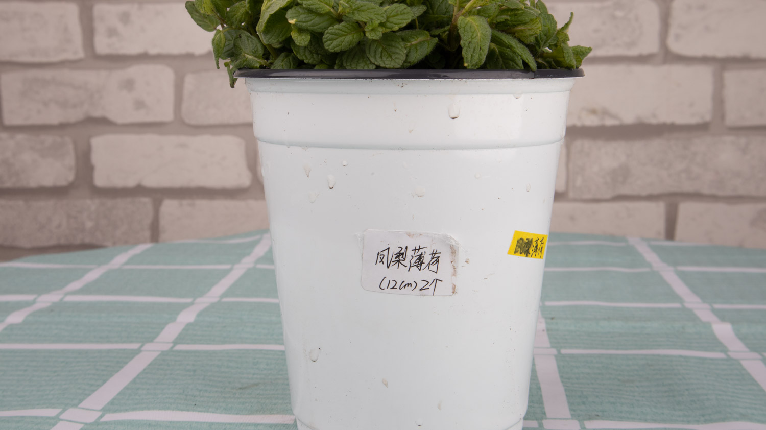 薄荷 薄荷