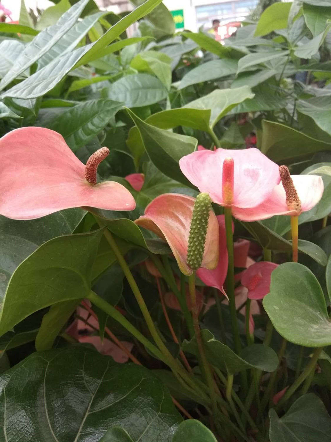 红掌 红掌