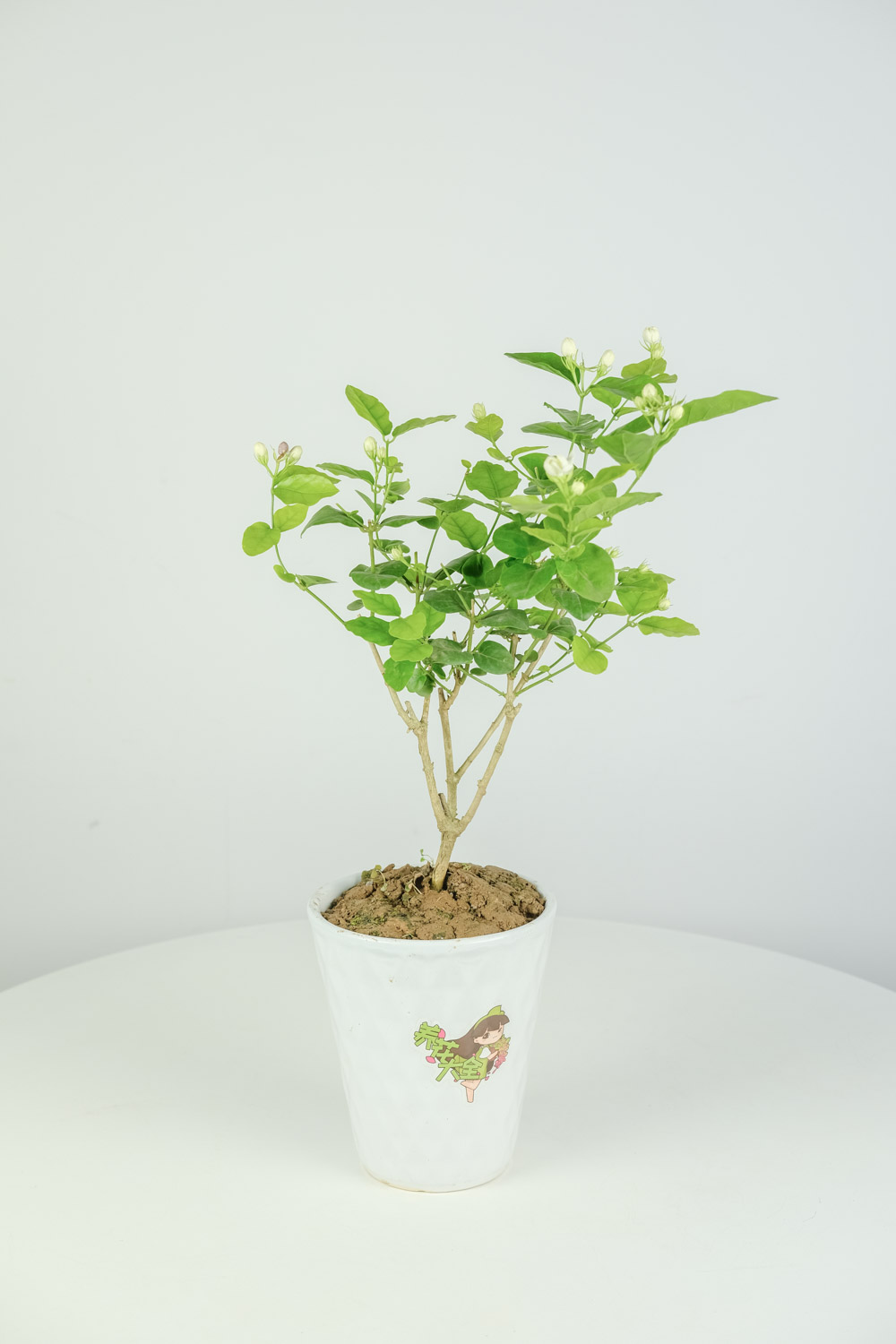 茉莉 茉莉