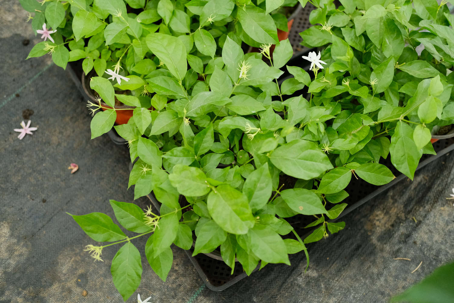 茉莉 茉莉
