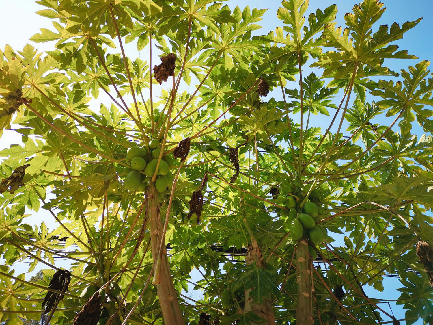 木瓜 木瓜