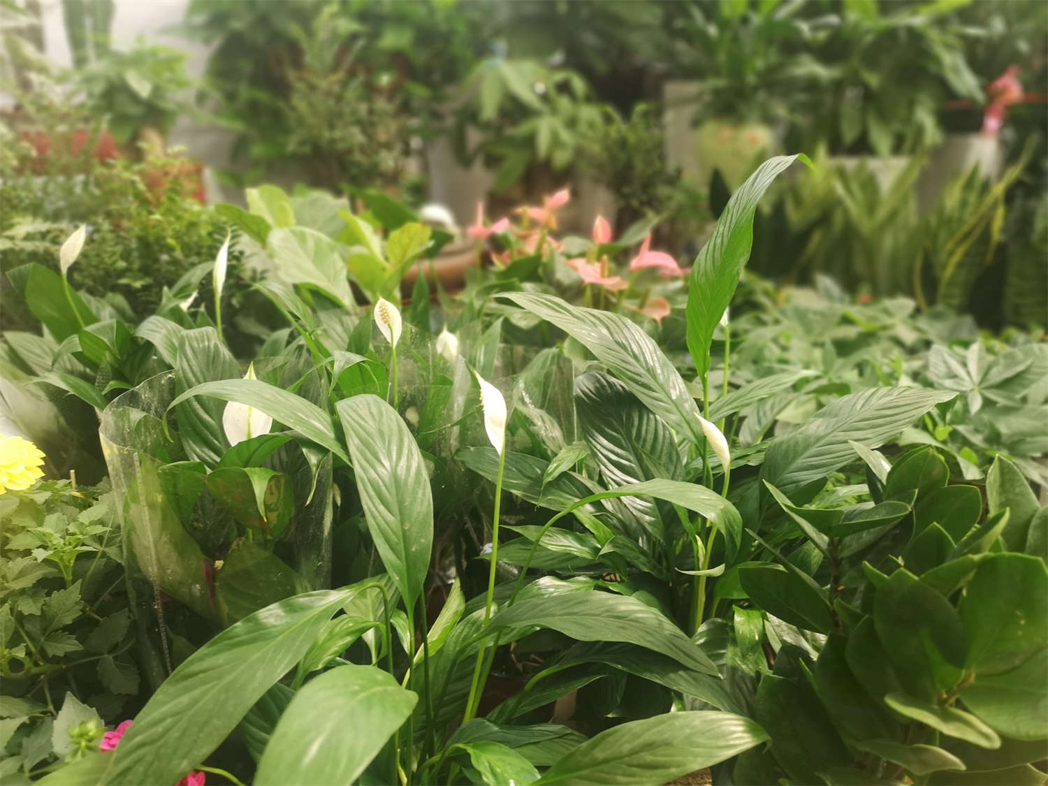 白掌 白掌