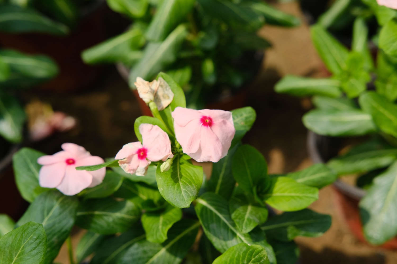 长春花 长春花