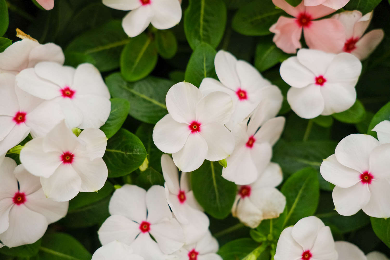 长春花 长春花