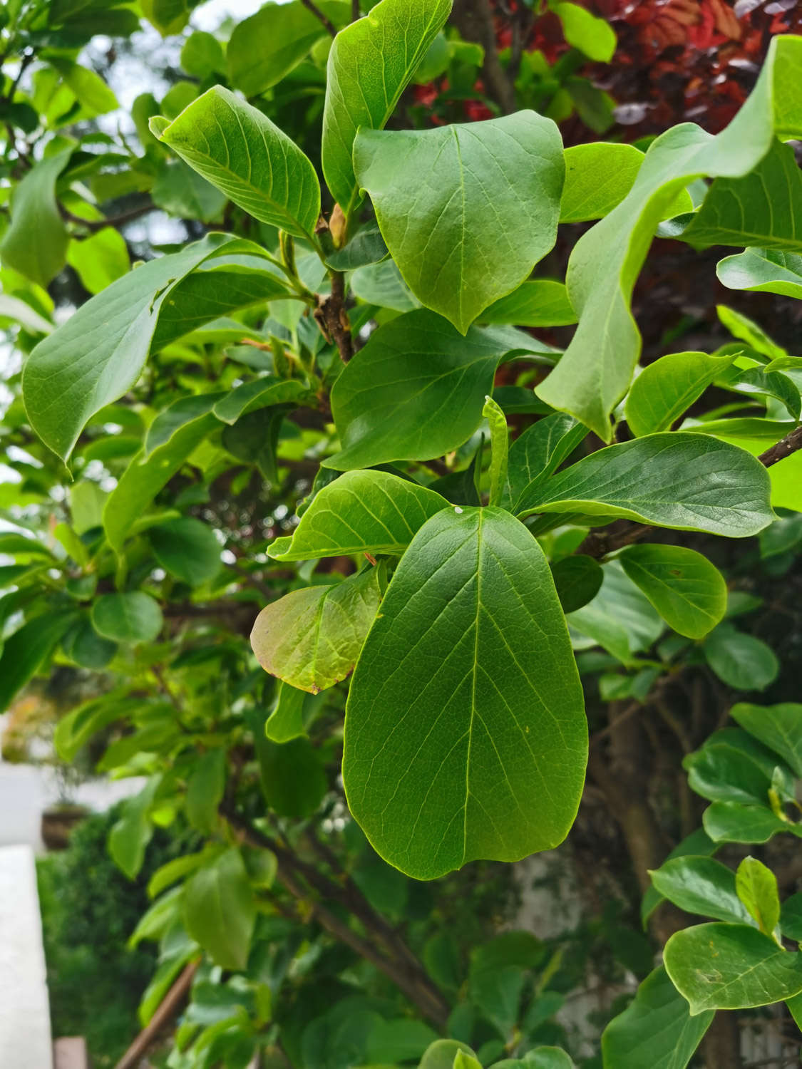 玉兰 玉兰