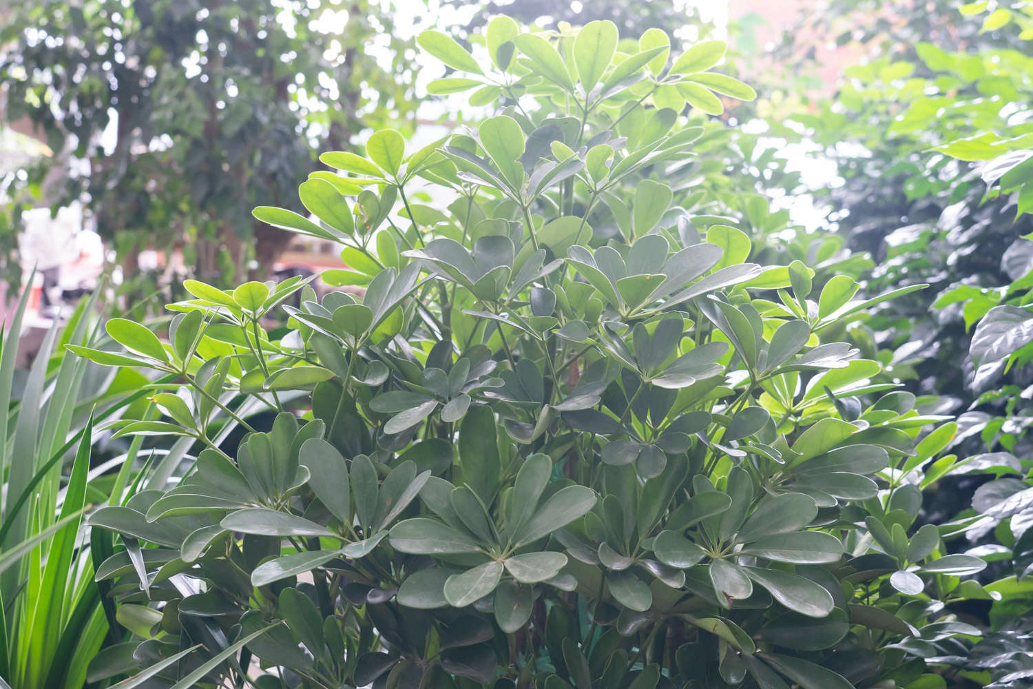 鸭脚木 鸭脚木