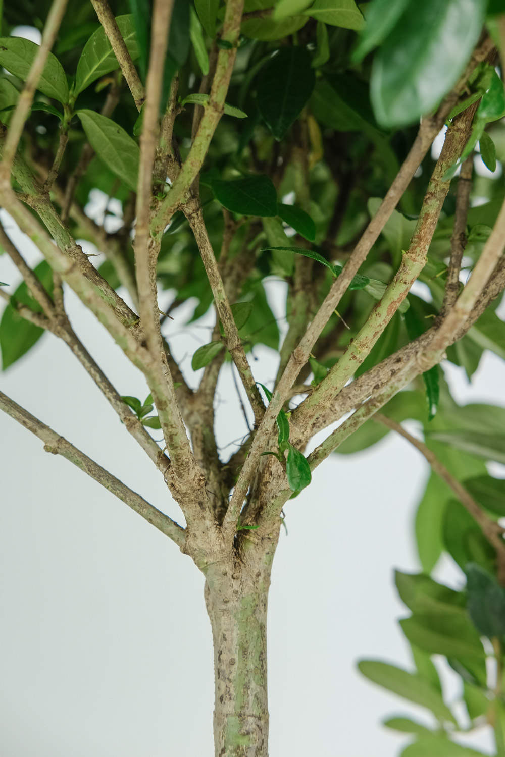 栀子花 栀子花