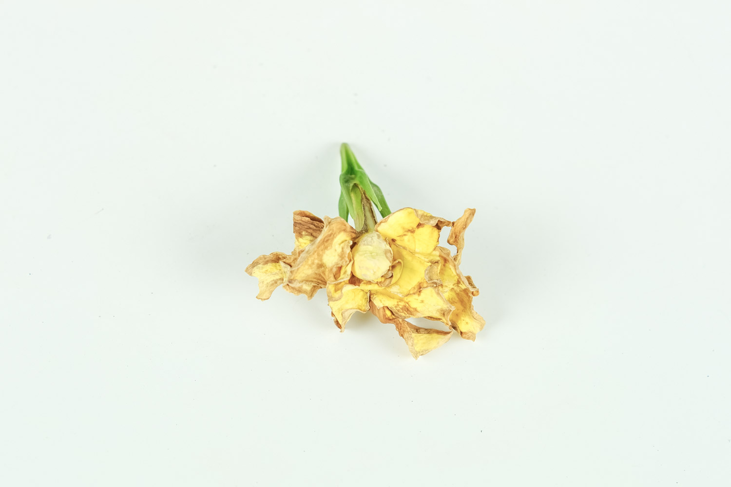 栀子花 栀子花