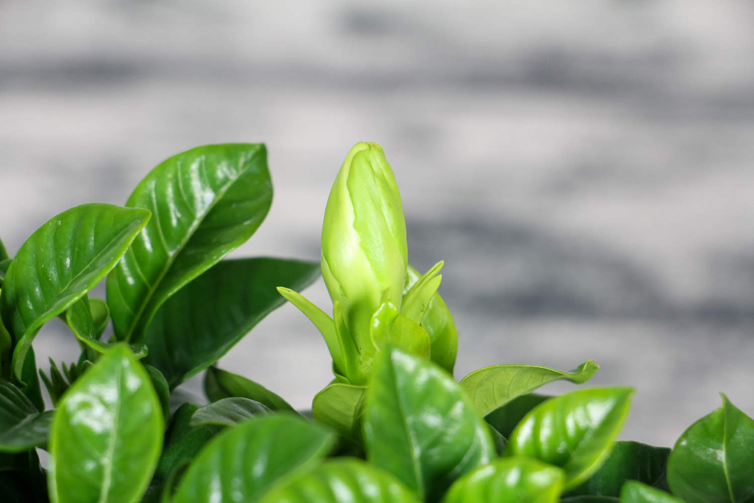 栀子花 栀子花