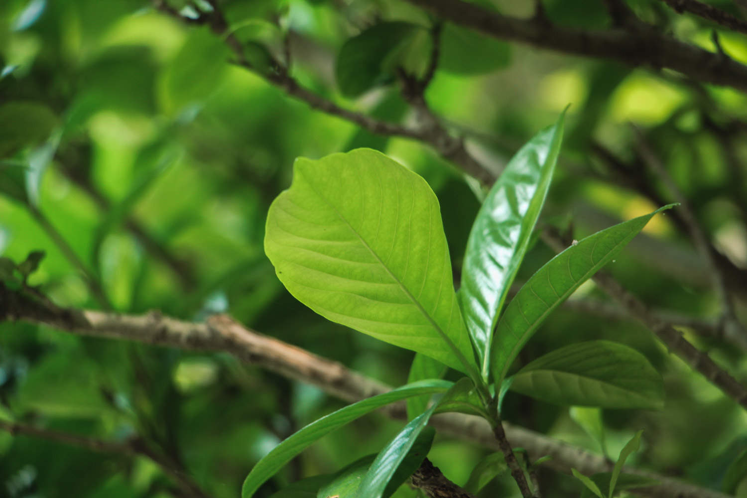 栀子花 栀子花