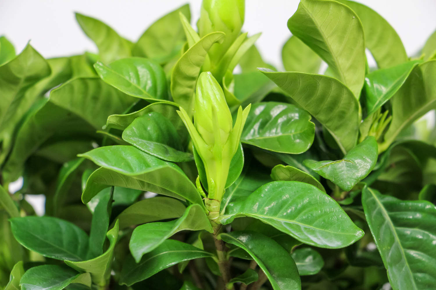 栀子花 栀子花
