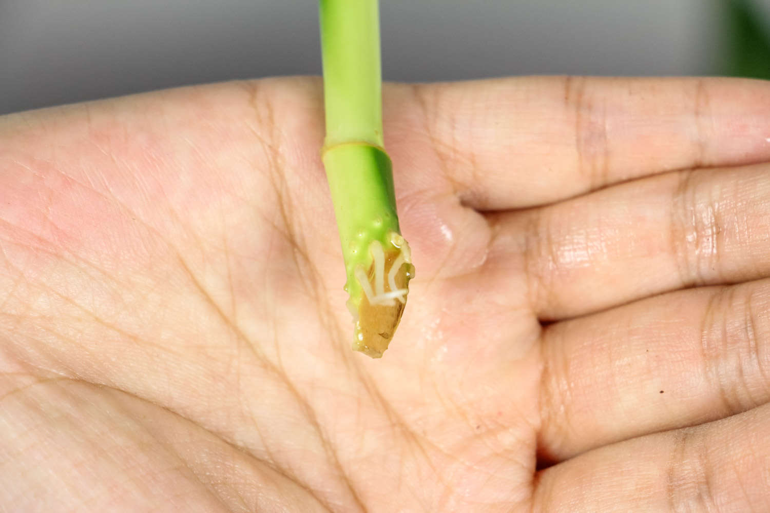 富贵竹 富贵竹